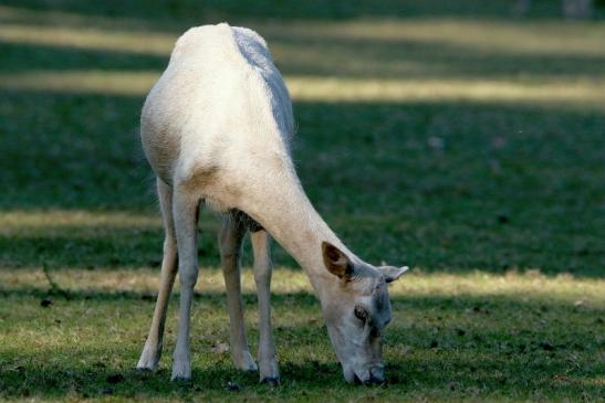 Damhirsch weiße Variante - Wildpark Alte Fasanerie Klein Auheim 2016