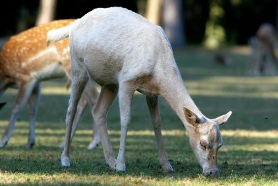 Damhirsch weiße Variante - Wildpark Alte Fasanerie Klein Auheim 2016