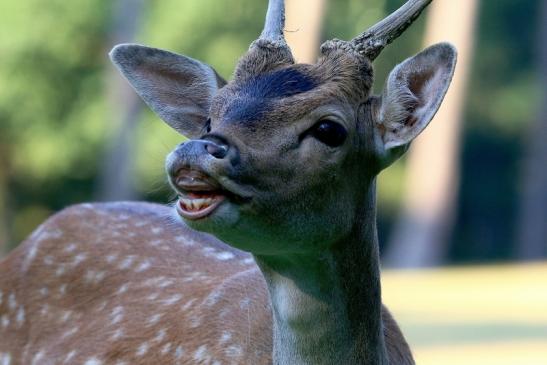 Damhirsch Junger Bock - Wildpark Alte Fasanerie Klein Auheim 2016