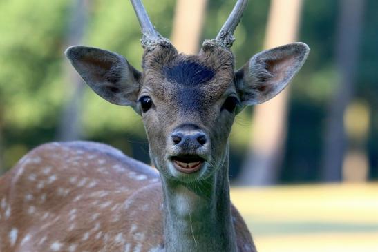 Damhirsch Junger Bock - Wildpark Alte Fasanerie Klein Auheim 2016