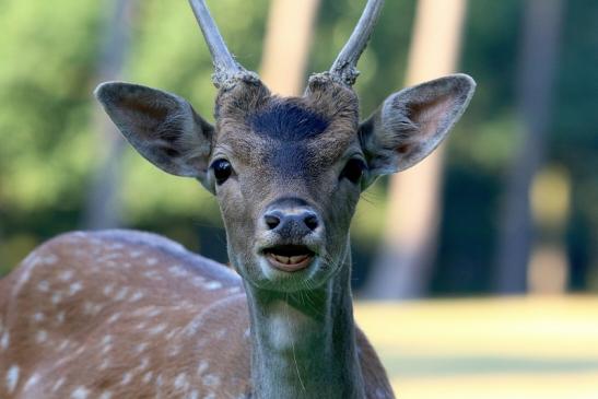 Damhirsch Junger Bock - Wildpark Alte Fasanerie Klein Auheim 2016