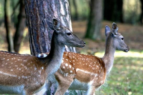 Damhirschkuh - Wildpark Alte Fasanerie Klein Auheim 2016