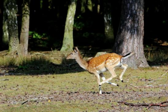 Damhirschkuh - Wildpark Alte Fasanerie Klein Auheim 2017