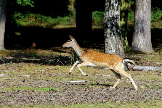 Damhirschkuh - Wildpark Alte Fasanerie Klein Auheim 2017