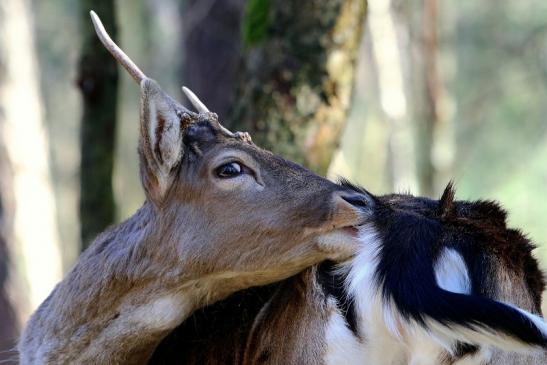 Damhirsch Junger Bock - Wildpark Alte Fasanerie Klein Auheim 2017