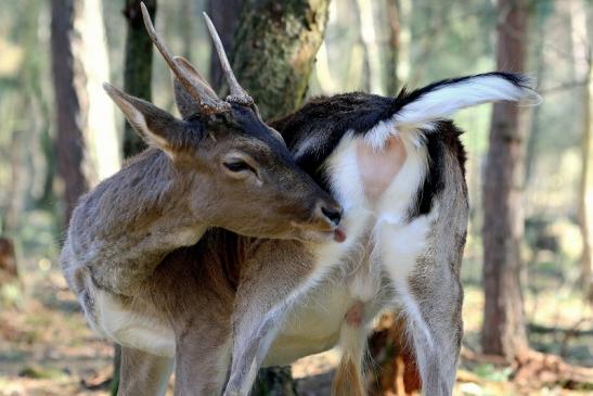 Damhirsch Junger Bock - Wildpark Alte Fasanerie Klein Auheim 2017