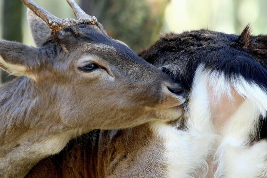 Damhirsch Junger Bock - Wildpark Alte Fasanerie Klein Auheim 2017