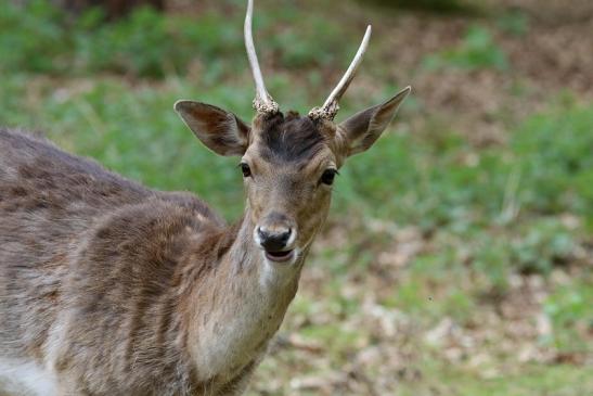 Damhirsch Junger Bock - Wildpark Alte Fasanerie Klein Auheim 2017