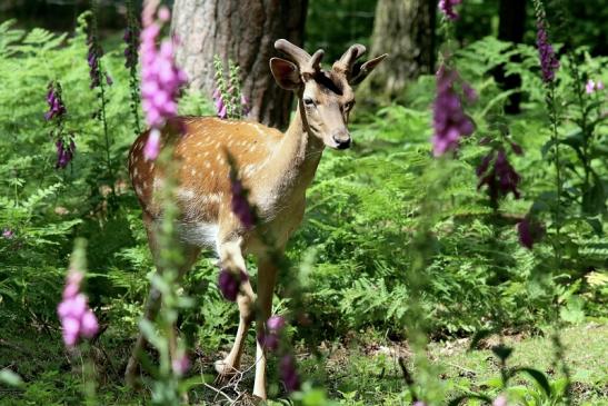 Damhirsch im Bast - Wildpark Alte Fasanerie Klein Auheim 2017