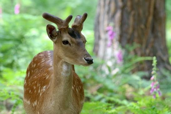 Damhirsch im Bast - Wildpark Alte Fasanerie Klein Auheim 2017