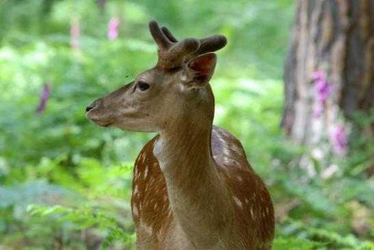 Damhirsch im Bast - Wildpark Alte Fasanerie Klein Auheim 2017