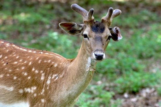 Damhirsch im Bast - Wildpark Alte Fasanerie Klein Auheim 2017