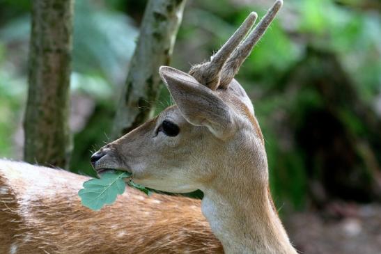 Damhirsch Junger Bock - Wildpark Alte Fasanerie Klein Auheim 2017