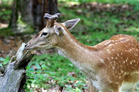 Damhirsch im Bast - Wildpark Alte Fasanerie Klein Auheim 2017