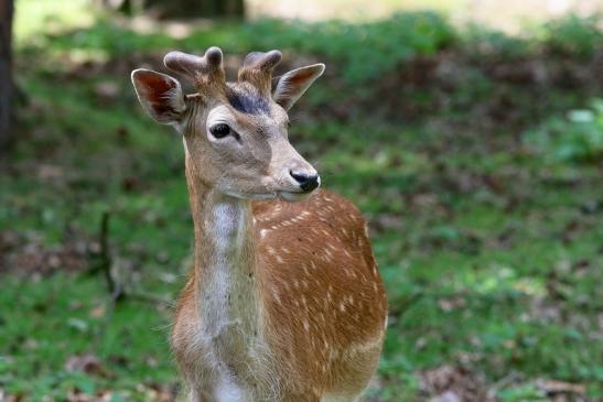 Damhirsch im Bast - Wildpark Alte Fasanerie Klein Auheim 2017