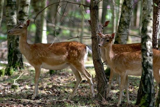 Damhirschkuh mit Jungtier - Wildpark Alte Fasanerie Klein Auheim 2017