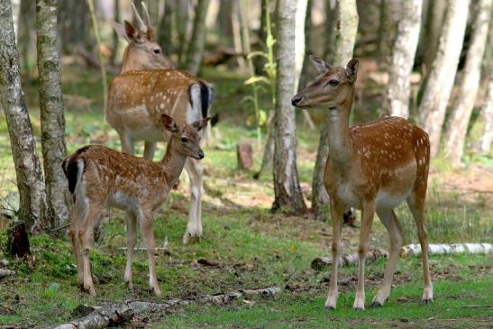 Damhirschkuh mit Jungtier - Wildpark Alte Fasanerie Klein Auheim 2017