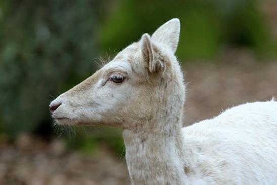 Damhirschkuh weiße Variante - Wildpark Alte Fasanerie Klein Auheim 2017