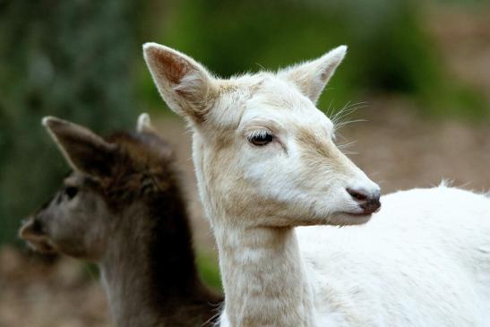 Damhirschkuh weiße Variante - Wildpark Alte Fasanerie Klein Auheim 2017