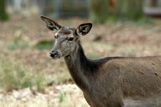 Damhirschkuh - Wildpark Alte Fasanerie Klein Auheim 2017