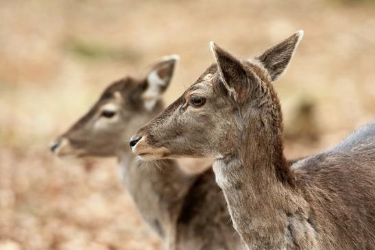 Damhirsch Jungtier - Wildpark Alte Fasanerie Klein Auheim 2017