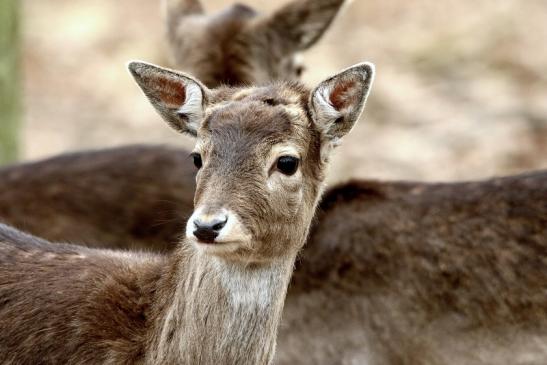 Damhirsch Jungtier - Wildpark Alte Fasanerie Klein Auheim 2017