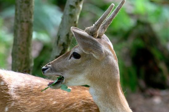 Damhirsch Junger Bock - Wildpark Alte Fasanerie Klein Auheim 2017