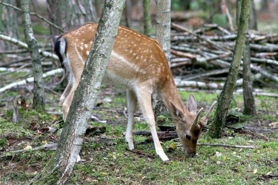 Damhirsch Junger Bock - Wildpark Alte Fasanerie Klein Auheim 2017