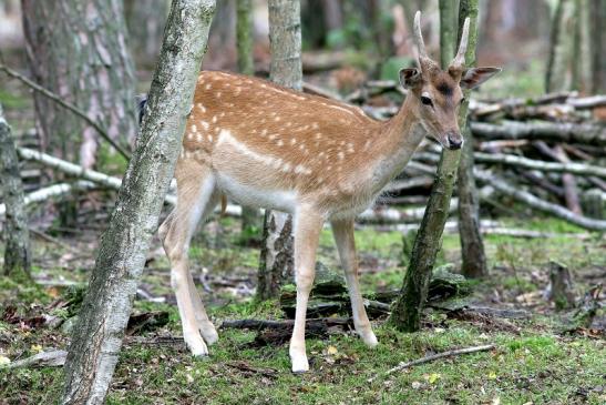 Damhirsch Junger Bock - Wildpark Alte Fasanerie Klein Auheim 2017