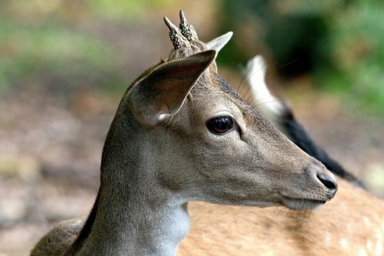 Damhirsch Junger Bock - Wildpark Alte Fasanerie Klein Auheim 2017