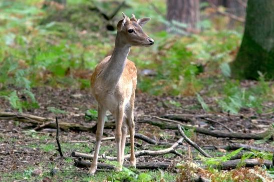 Damhirsch Junger Bock - Wildpark Alte Fasanerie Klein Auheim 2017