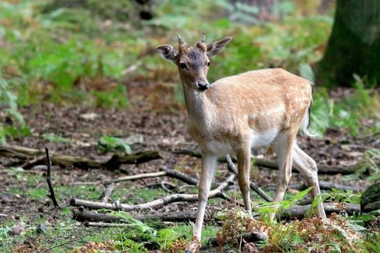 Damhirsch Junger Bock - Wildpark Alte Fasanerie Klein Auheim 2017