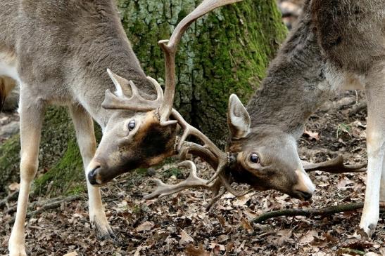 Damhirsch - Wildpark Alte Fasanerie Klein Auheim 2017