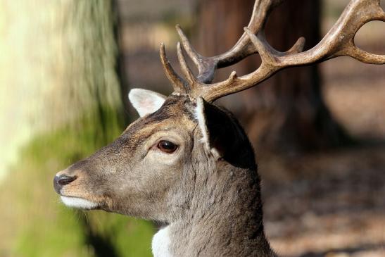 Damhirsch - Wildpark Alte Fasanerie Klein Auheim 2017