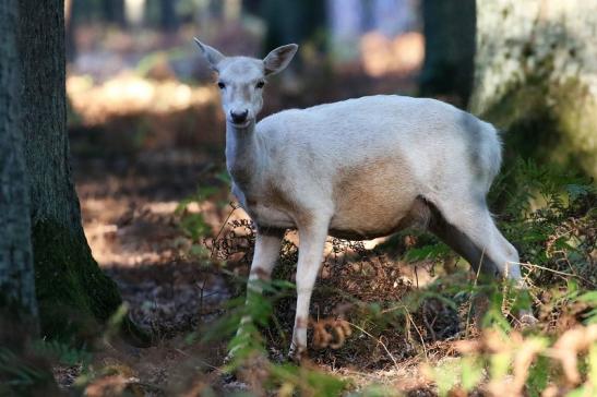 Damhirschkuh weiß Wildpark Alte Fasanerie Klein Auheim 2022