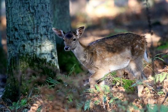 Damhirschkuh Wildpark Alte Fasanerie Klein Auheim 2022