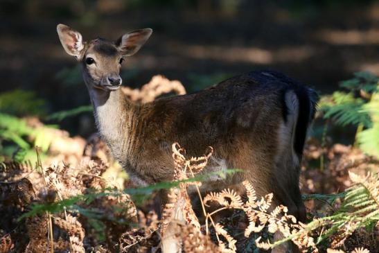 Damhirschkuh Wildpark Alte Fasanerie Klein Auheim 2022