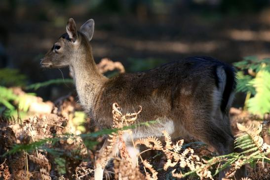 Damhirschkuh Wildpark Alte Fasanerie Klein Auheim 2022