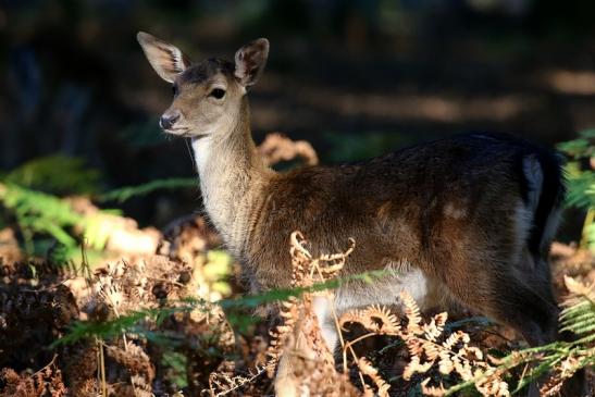 Damhirschkuh Wildpark Alte Fasanerie Klein Auheim 2022