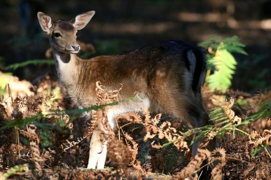 Damhirschkuh Wildpark Alte Fasanerie Klein Auheim 2022