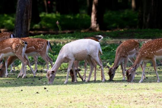 Damwild Wildpark Alte Fasanerie Klein Auheim 2021