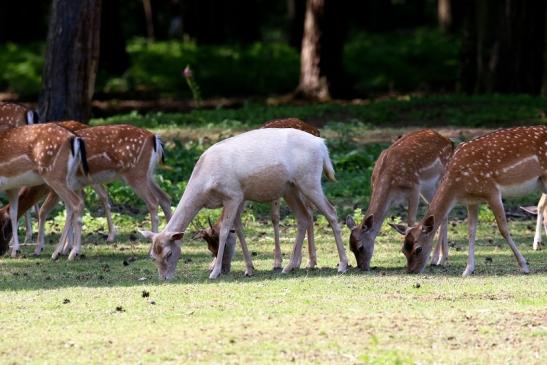 Damhirschkuh - Wildpark Alte Fasanerie Klein Auheim 2021