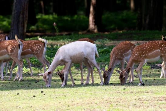 Damhirschkuh - Wildpark Alte Fasanerie Klein Auheim 2021