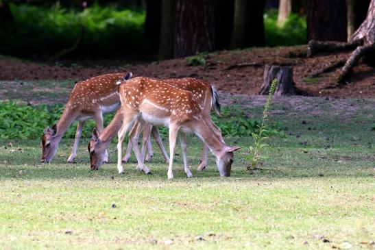 Damwild Wildpark Alte Fasanerie Klein Auheim 2021