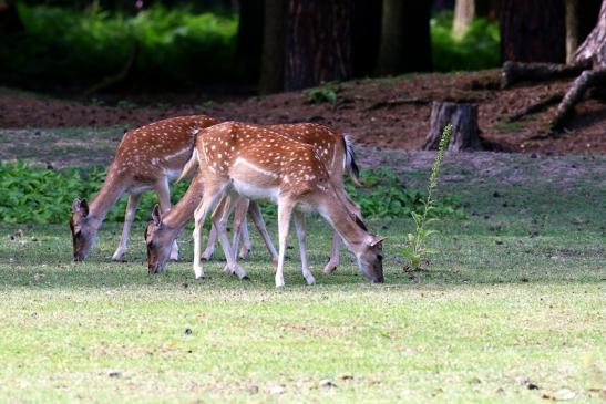 Damhirschkuh - Wildpark Alte Fasanerie Klein Auheim 2021