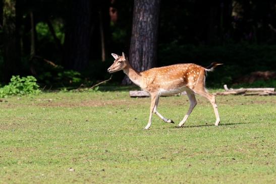 Damhirschkuh - Wildpark Alte Fasanerie Klein Auheim 2021