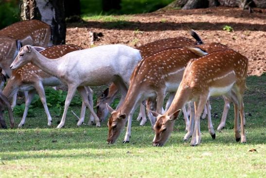 Damhirschkuh - Wildpark Alte Fasanerie Klein Auheim 2021