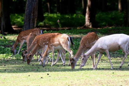 Damwild Wildpark Alte Fasanerie Klein Auheim 2021