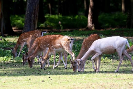 Damwild Wildpark Alte Fasanerie Klein Auheim 2021