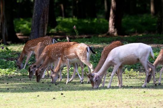 Damwild Wildpark Alte Fasanerie Klein Auheim 2021